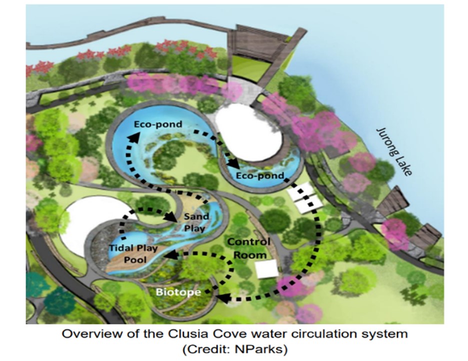 Clusia Clove Water Circulation