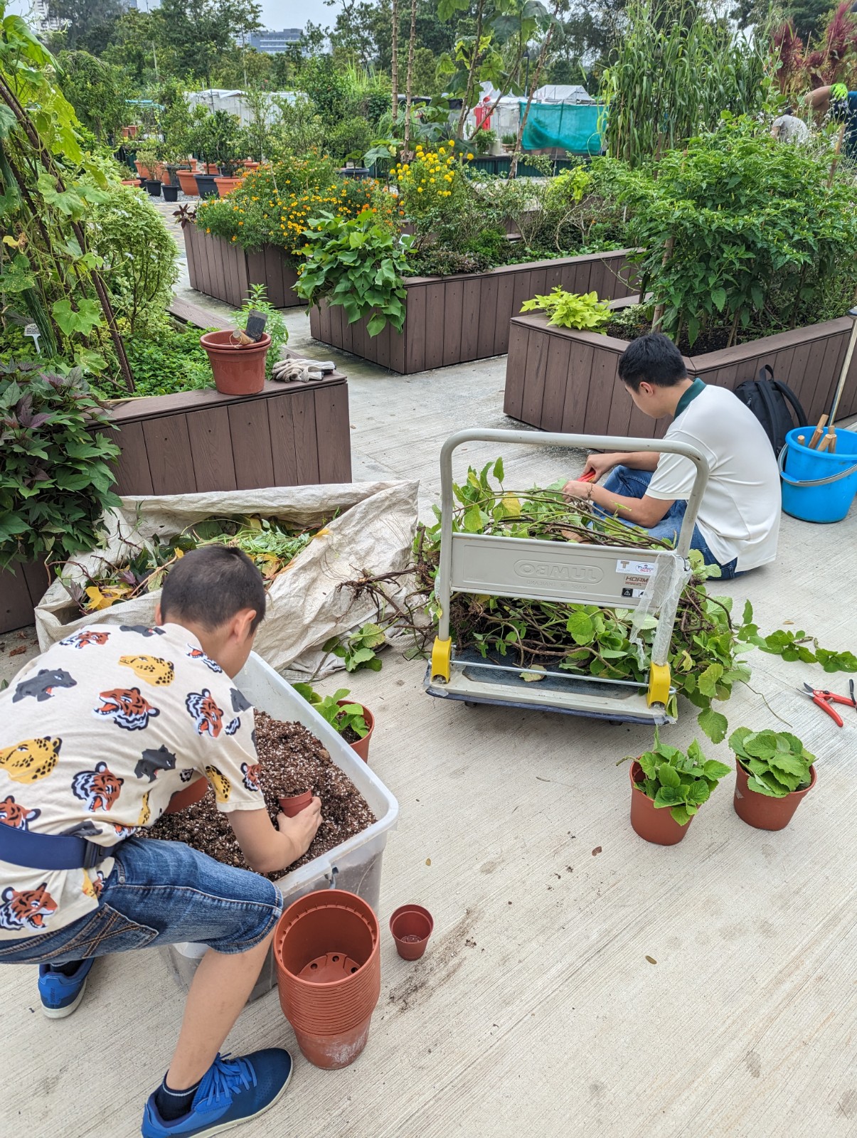 Gardening Volunteer